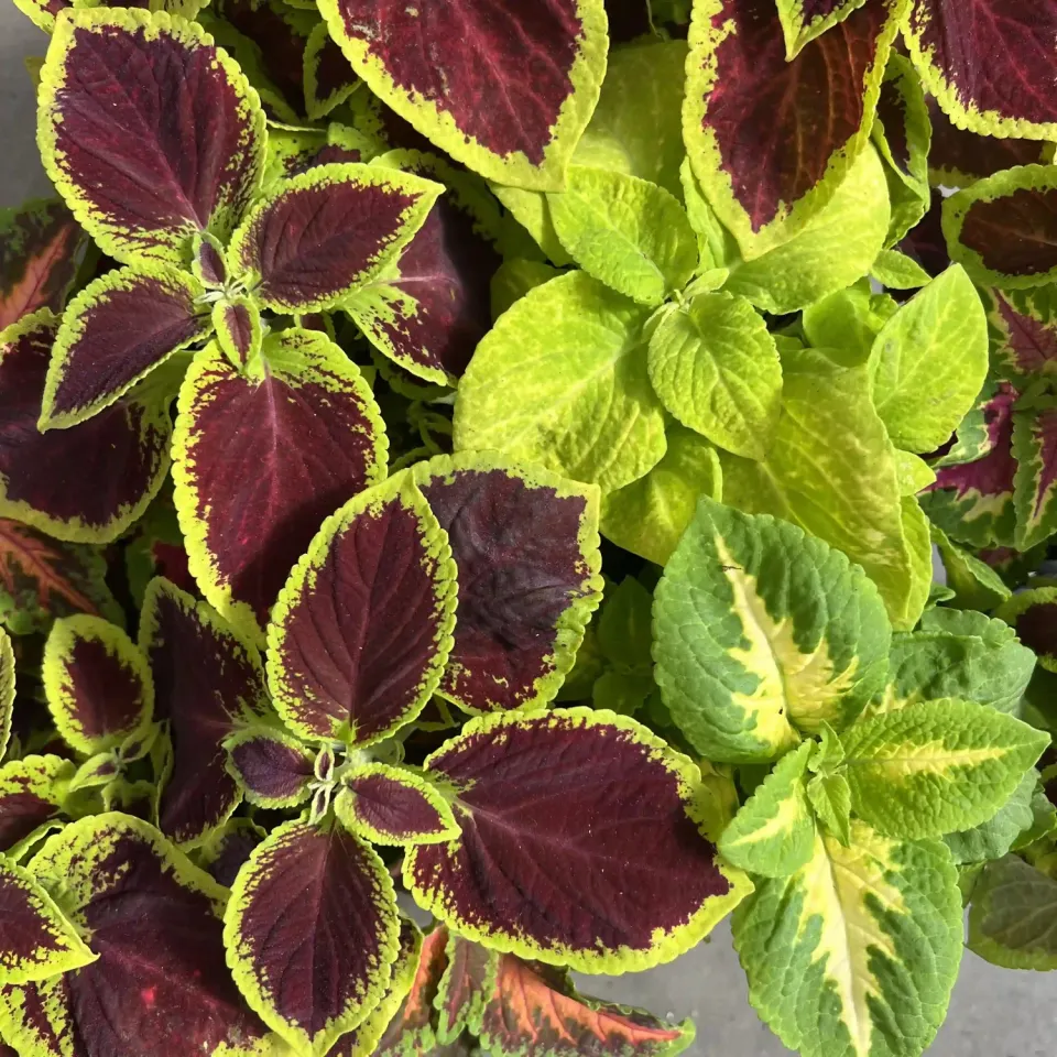Plant and Stories Coleus Surprise plante intérieur pot 12 cm