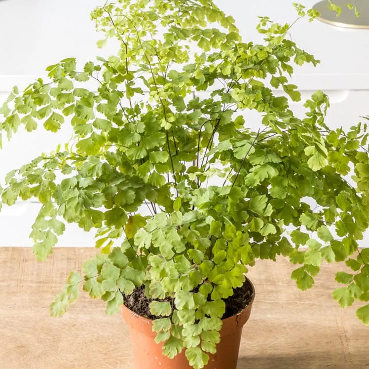 Réconciliation Végétale Melissa fougère intérieure Adiantum Fragrans