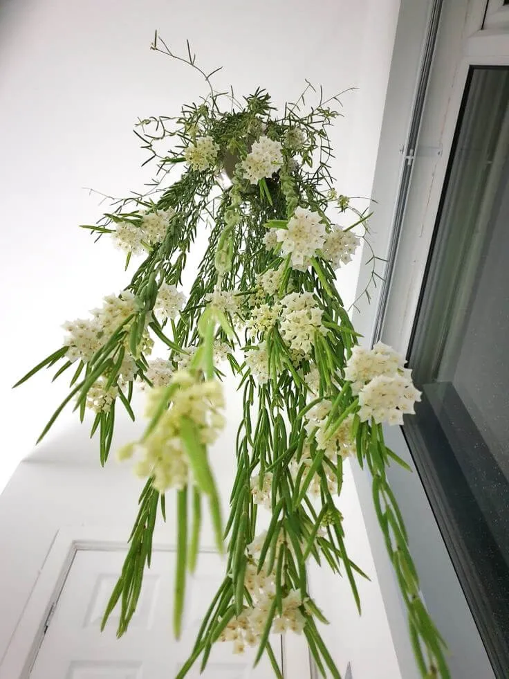 Plant and Stories Hoya Linearis pot 9 cm velouté