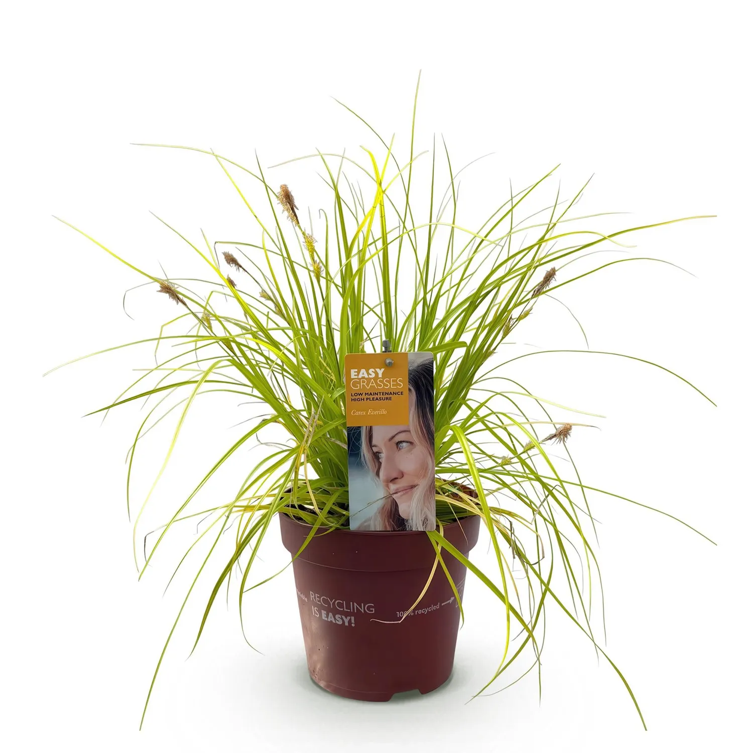 Plant and Stories Laîche Everillo Carex graminée pot 17 cm dorée