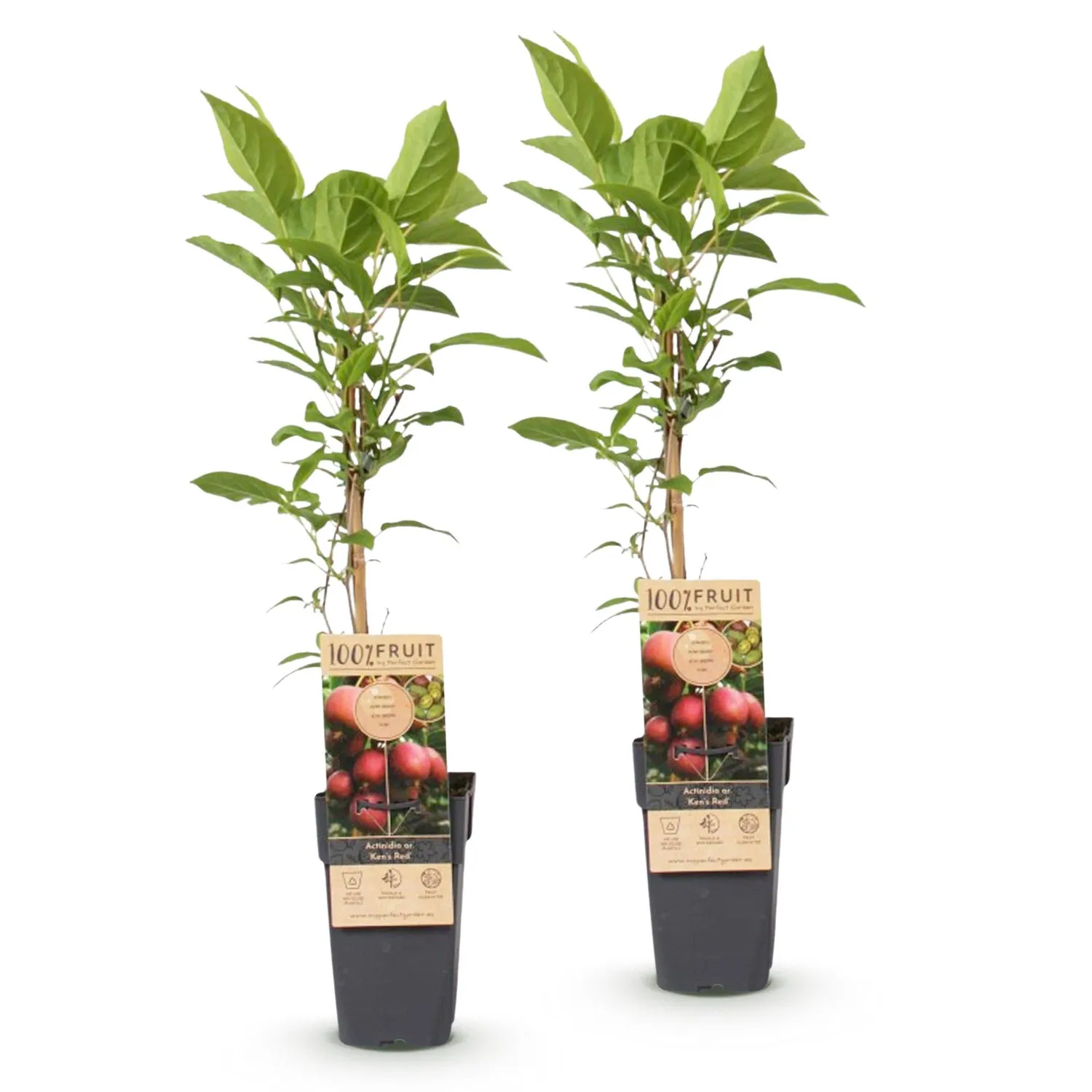 PLANT AND STORIES Ken's Red kiwi fruitier lot 2 rouge sucré
