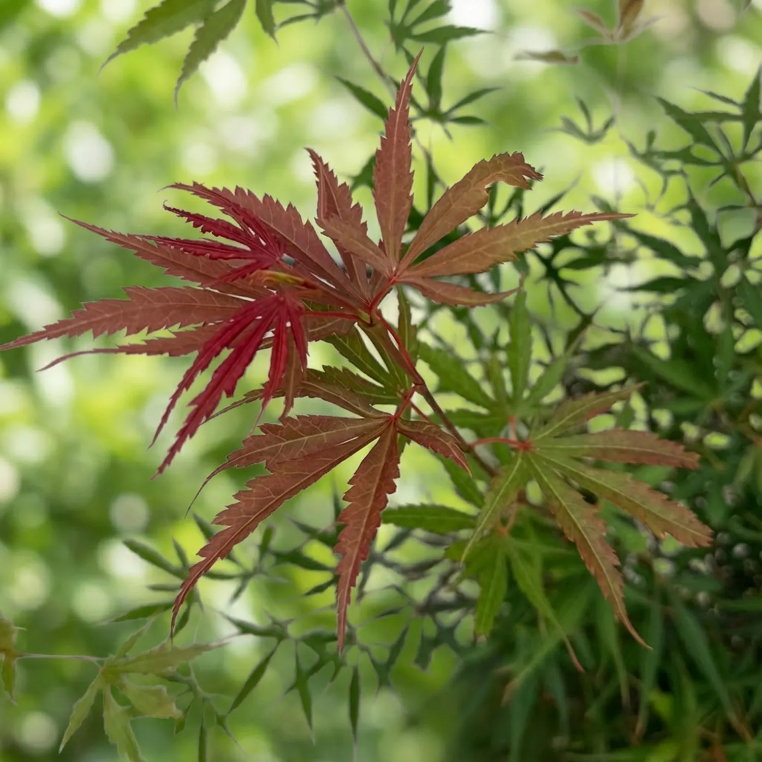 Plant and Stories Érable du Japon Jerre Schwartz érable pot 26 cm rouge