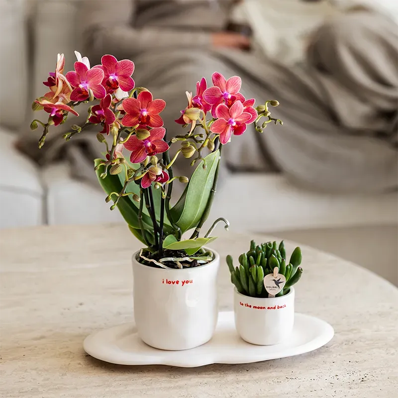 Plant and Stories I Love You cache-pot céramique 6 cm
