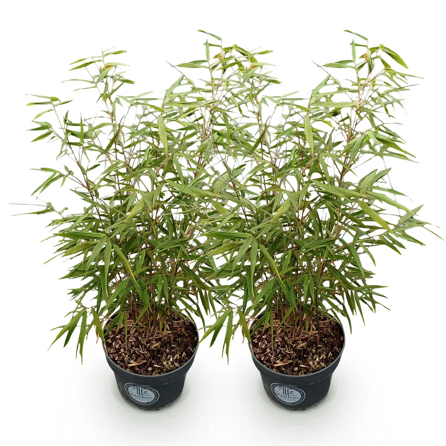 Plant and Stories Asian Wonder bambou Fargesia brise-vue 1 plant