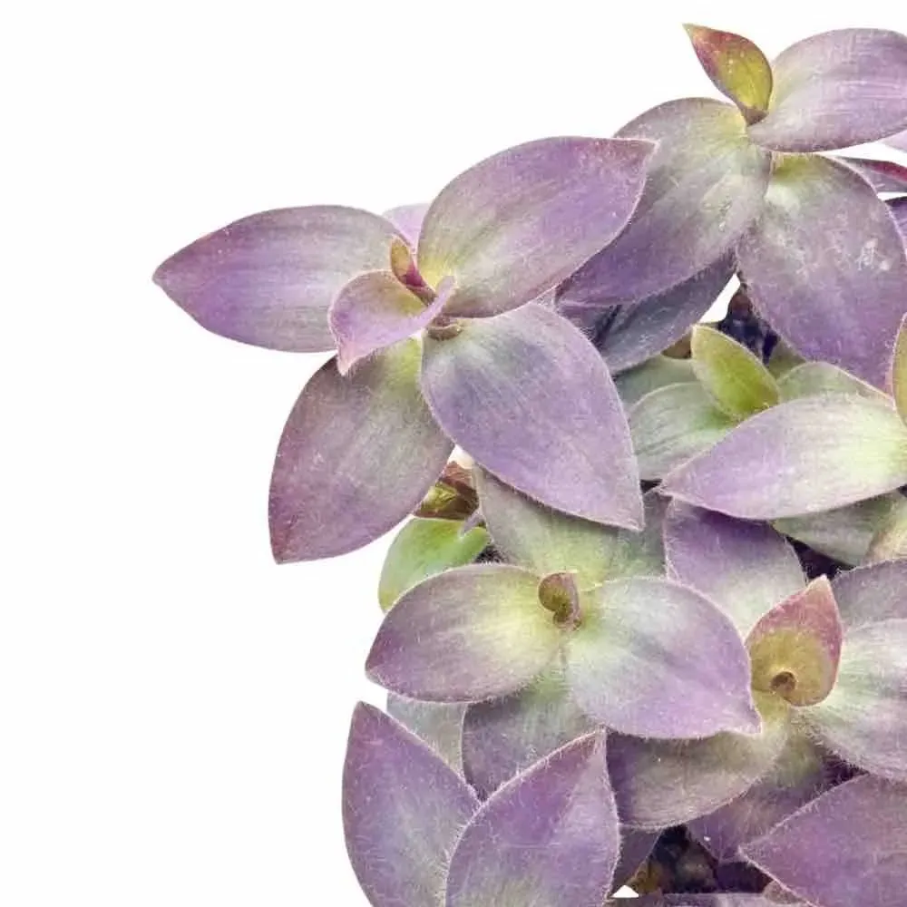 Plant and Stories Tradescantia Pallida plante pot 12cm violette