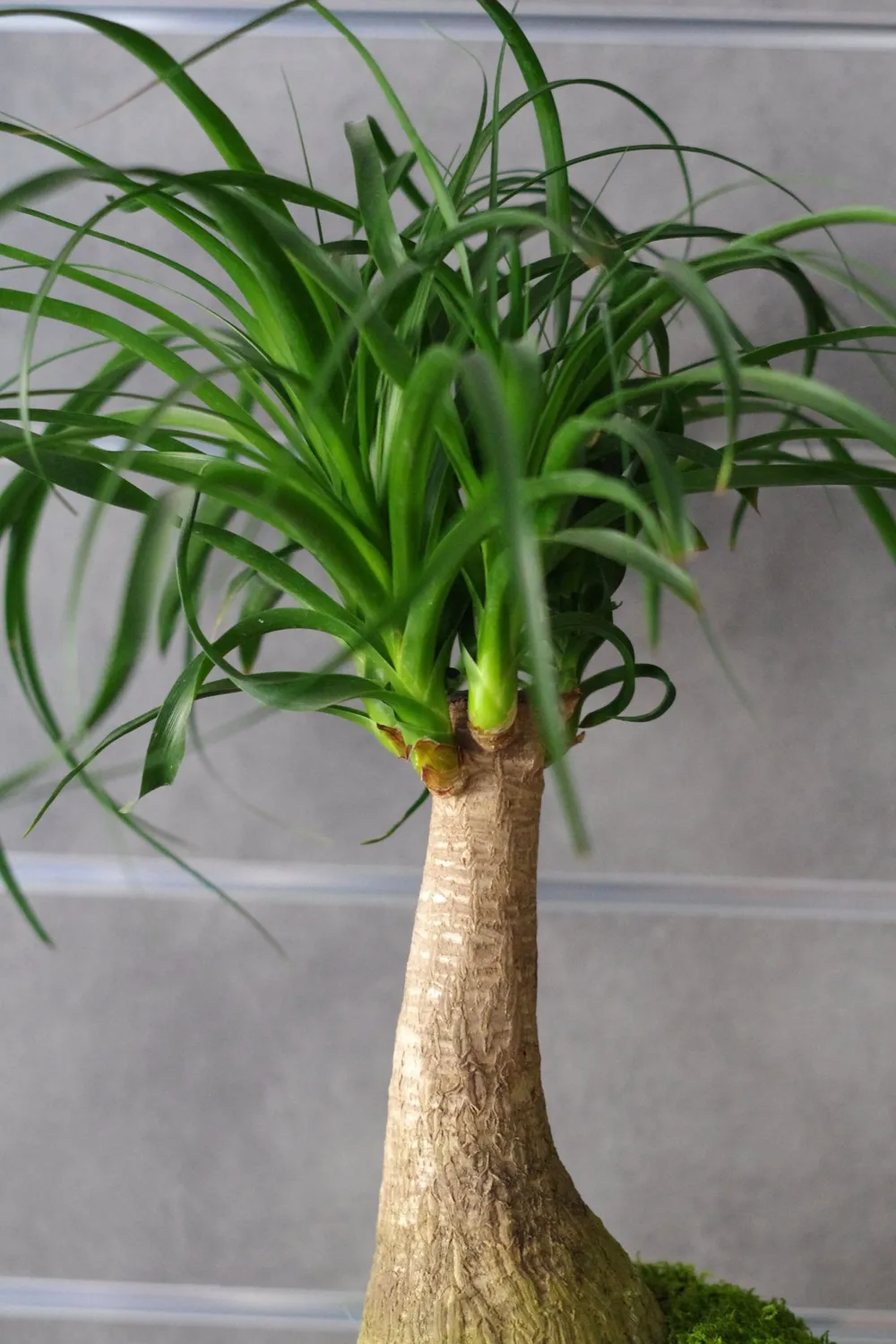 Aquaphyte Río Plátano San kokedama pied d'éléphant 14 cm