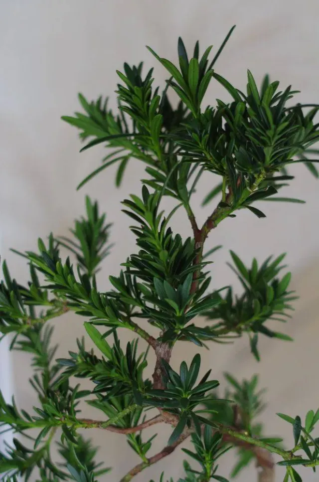AQUAPHYTE Aldabra San kokedama pin des bouddhistes