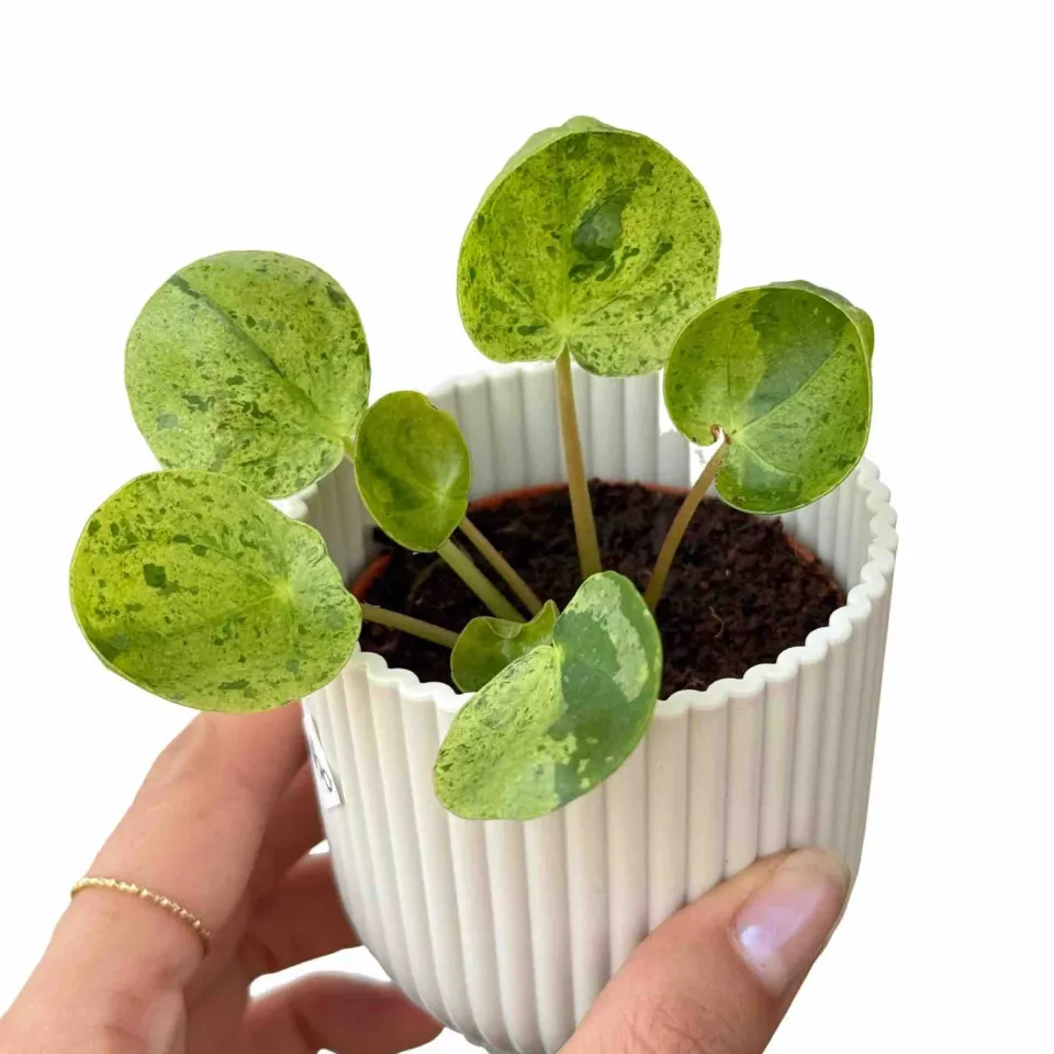 Plant and Stories Pilea Mojito plante pot 12cm marbrée