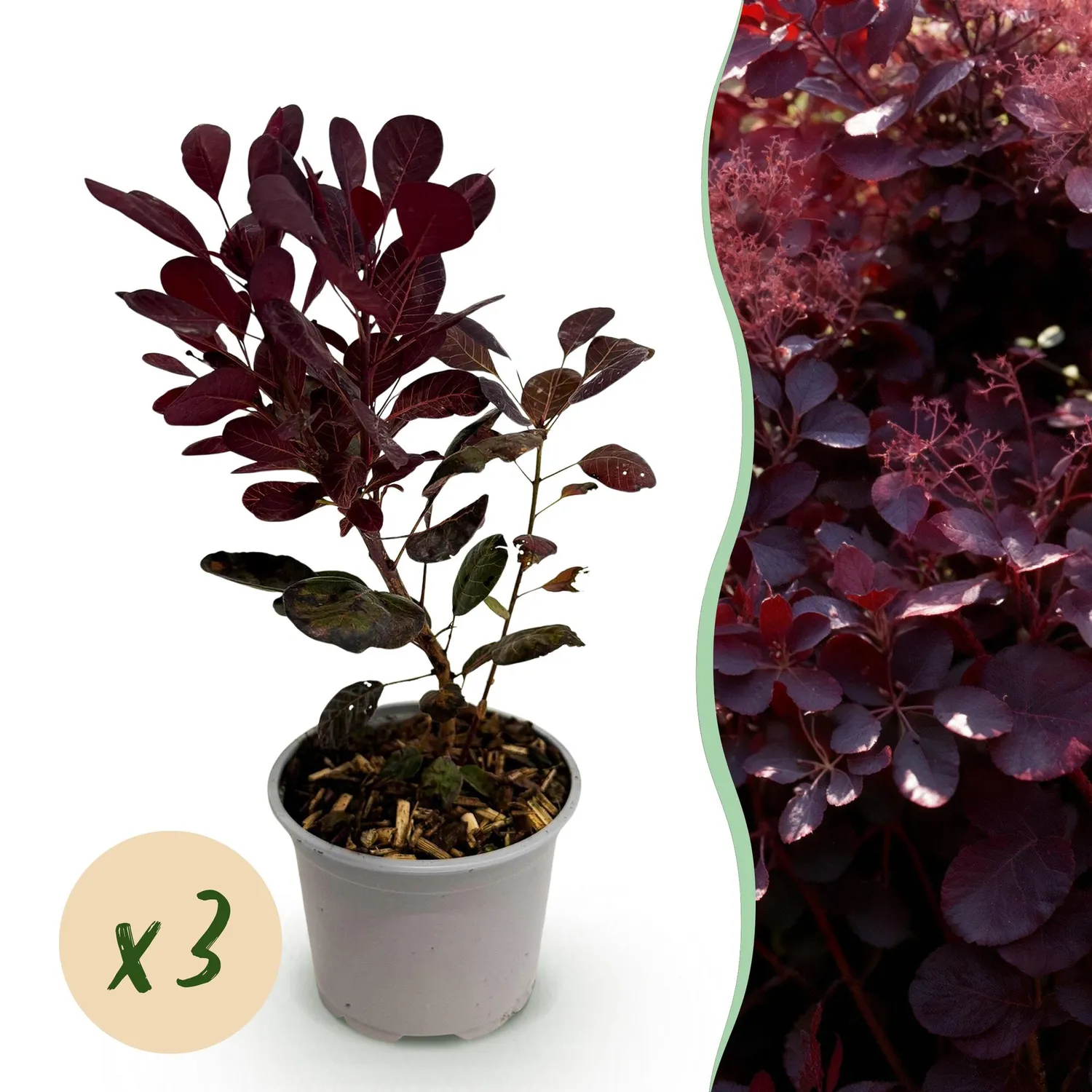 Plant and Stories Lilla arbre à perruque pourpre pot 12 cm