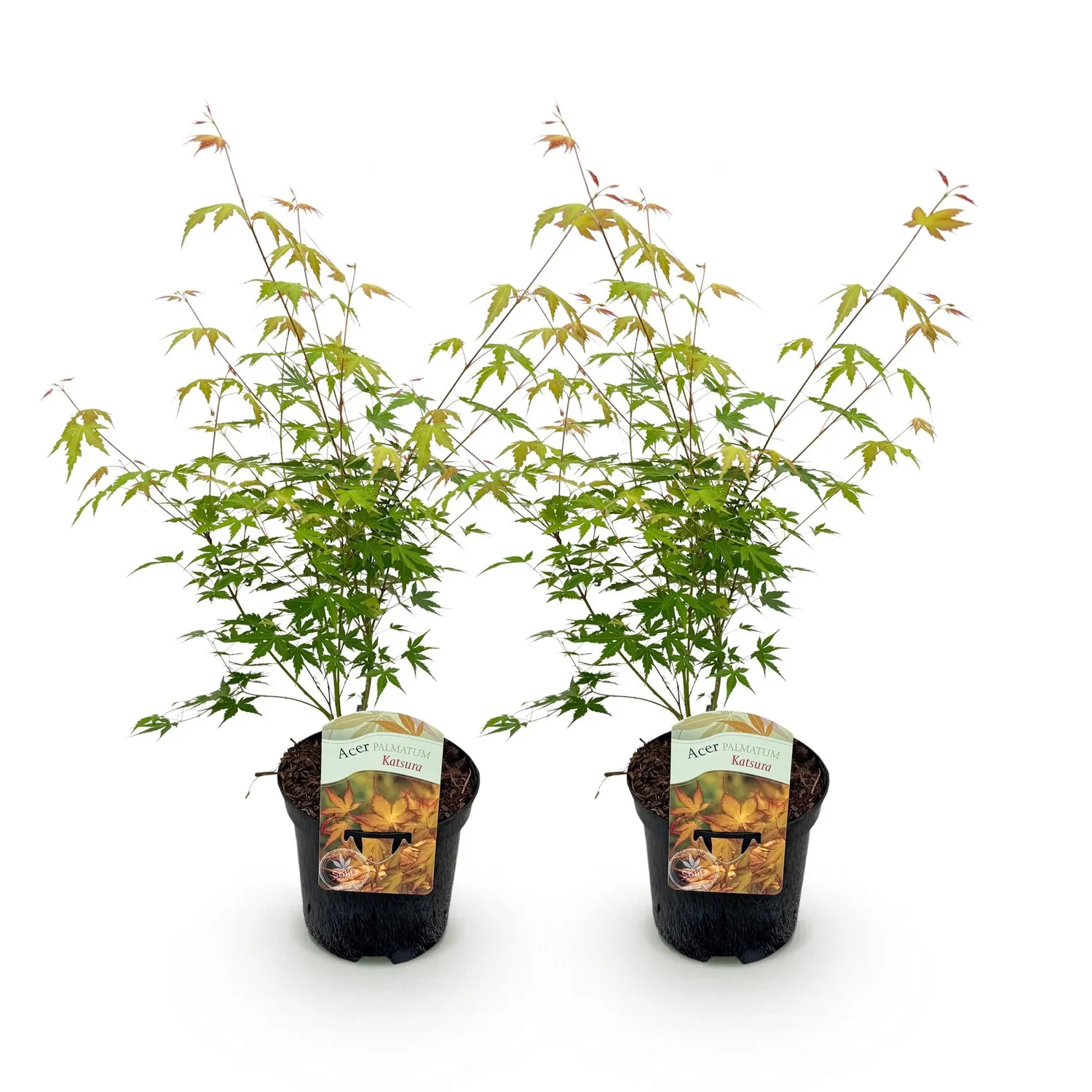 Plant and Stories Acer Katsura érable pot 19 cm flamboyant