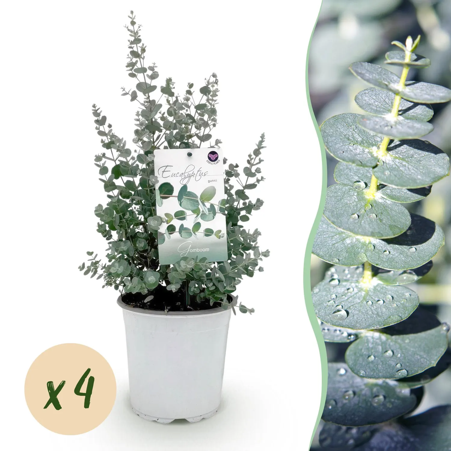 Plant and Stories eucalyptus Gunnii pot 17cm 2 plants bleu-vert