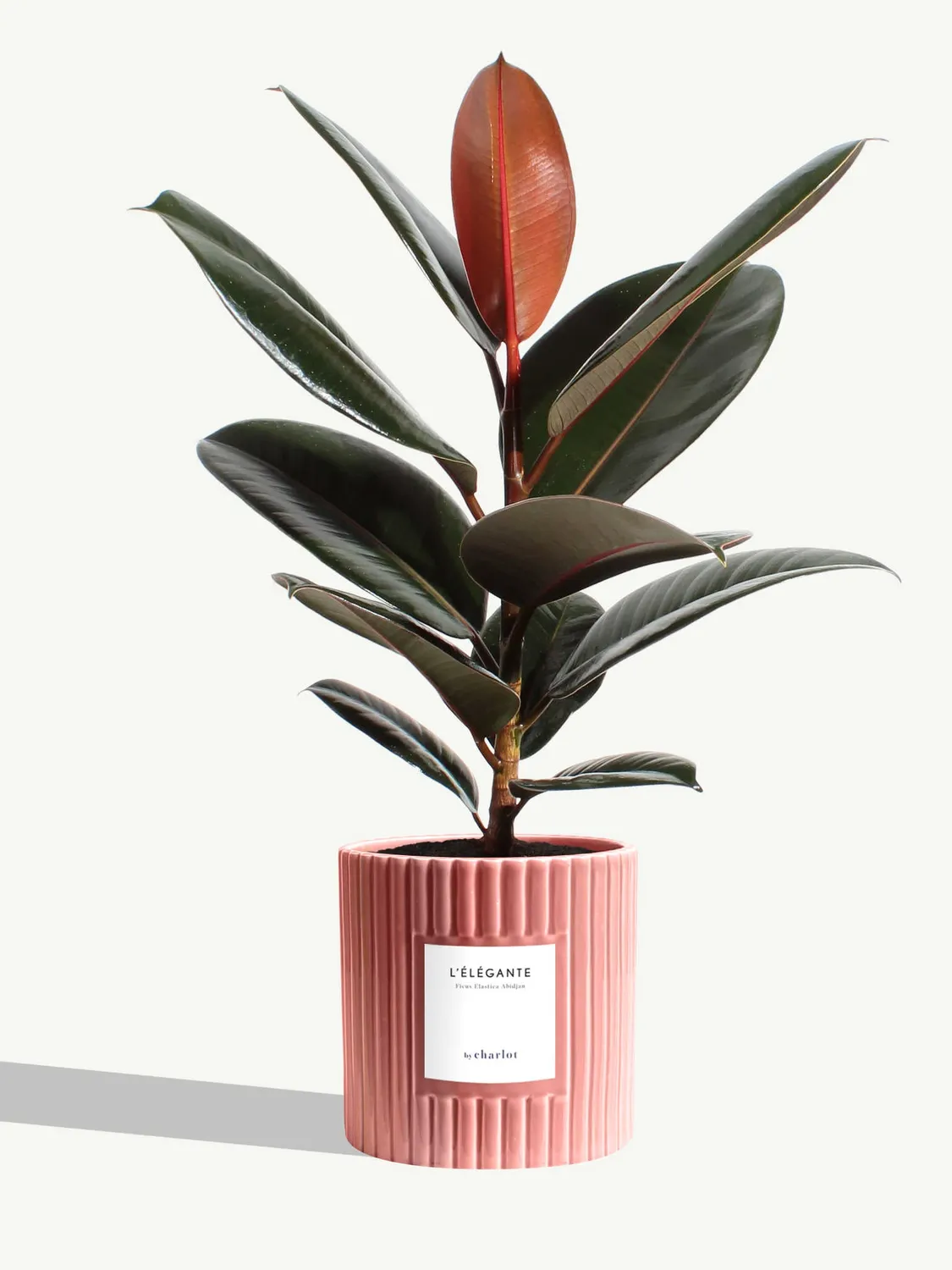 By Charlot L'Élégante plante ficus M
