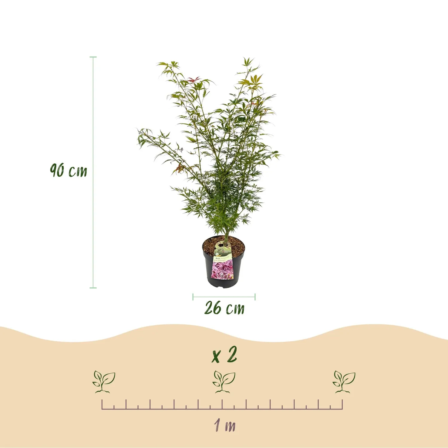 Plant and Stories Érable du Japon Jerre Schwartz érable pot 26 cm rouge