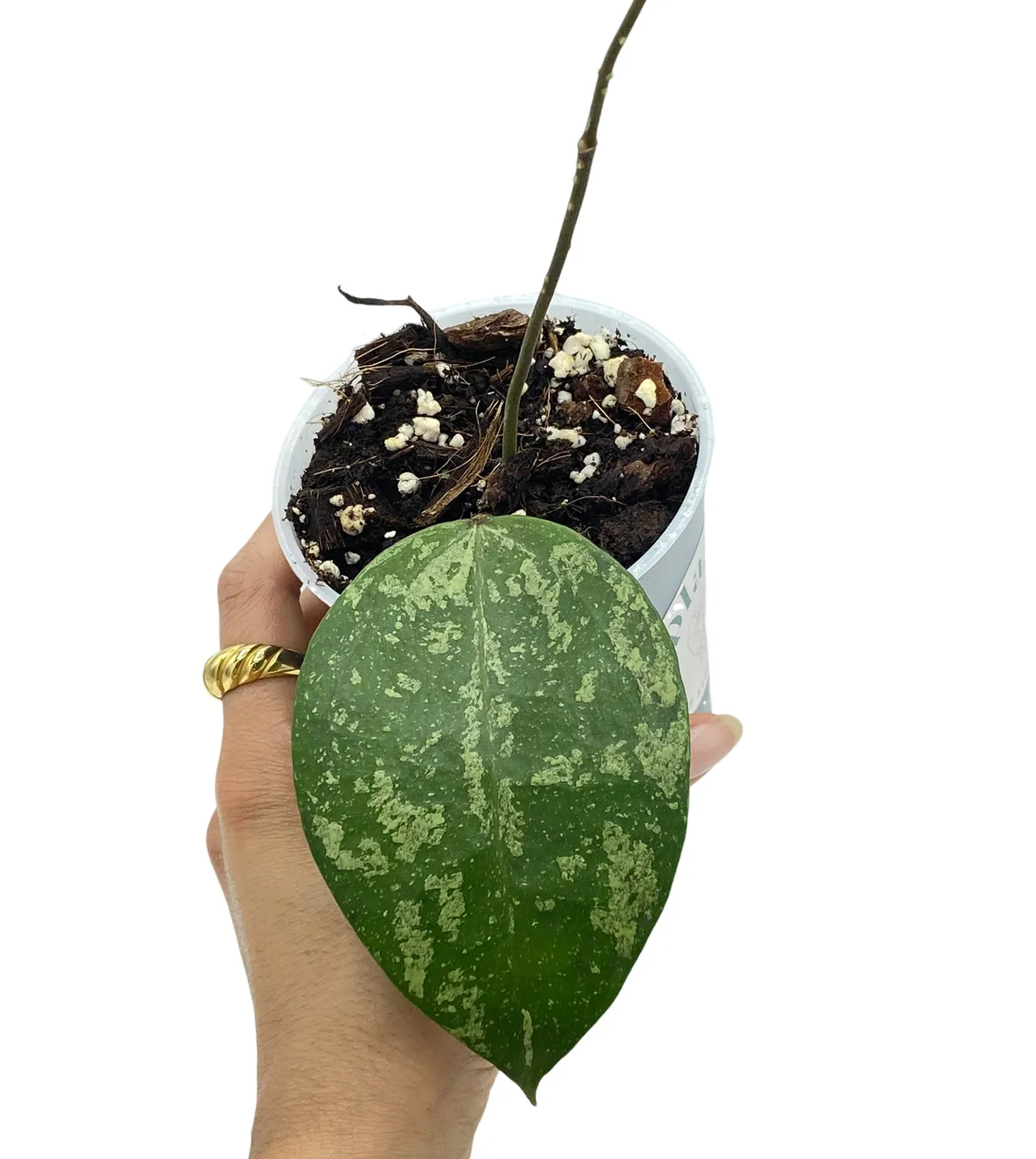 Plant and Stories Hoya Verticillata Nganjuk Plante Pot 6cm Grimpante