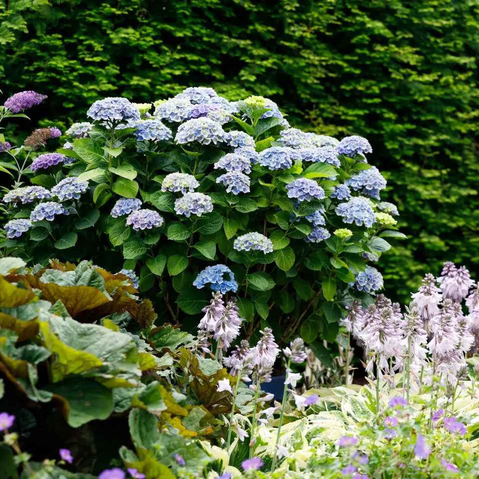 Plant and Stories Hortensia Magical Revolution arbuste pot 23 cm bleu