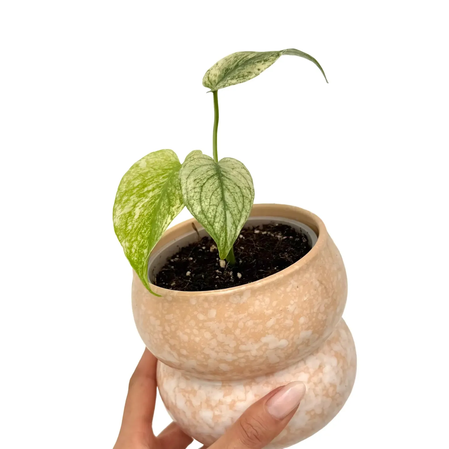 Plant and Stories Monstera Deliciosa Mint plante pot 9 cm panachée