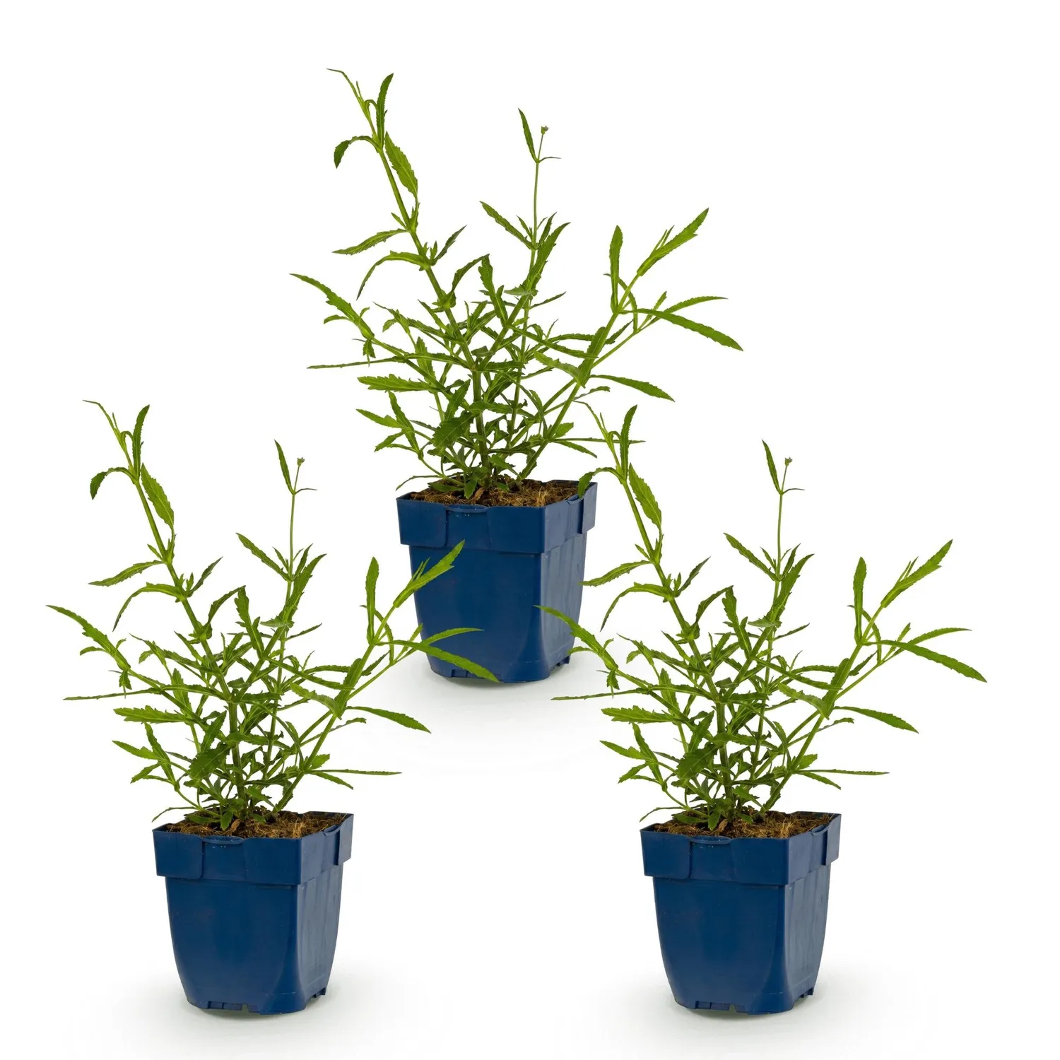 PLANT AND STORIES Verveine Lollipop vivace 1 plant pot 11 cm