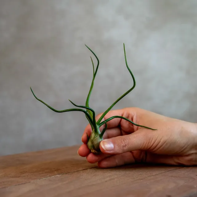 Airplantshop Bulbosa plante aérienne tentacules rouge