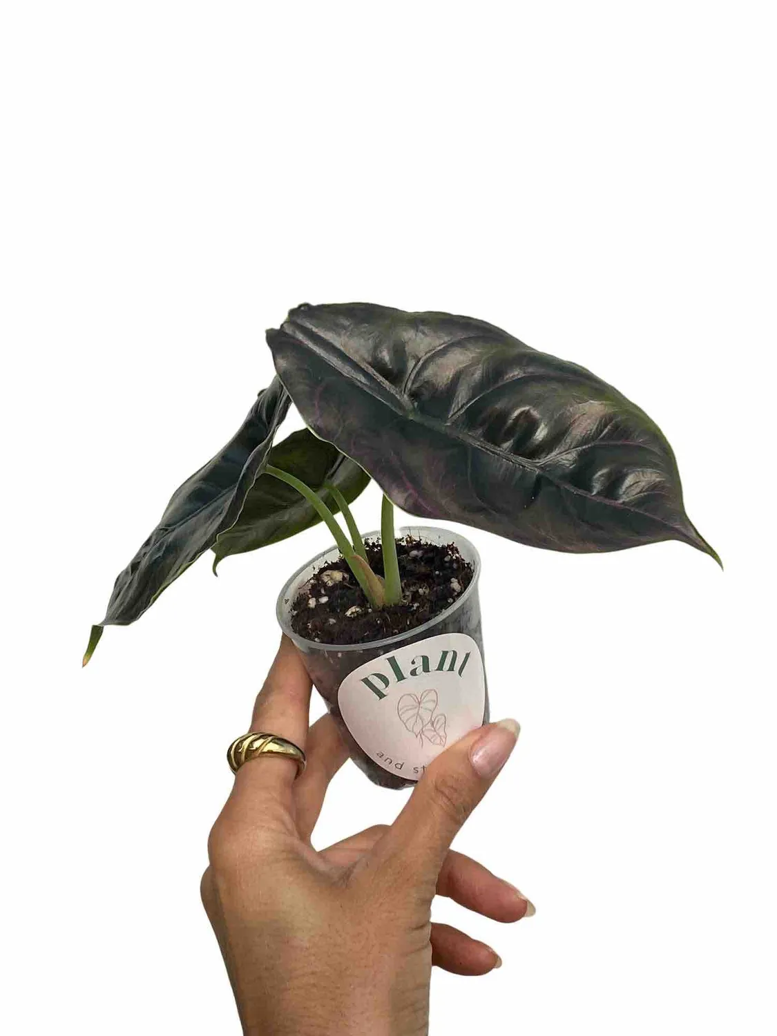 Plant and Stories Azlanii alocasia pot 6 cm