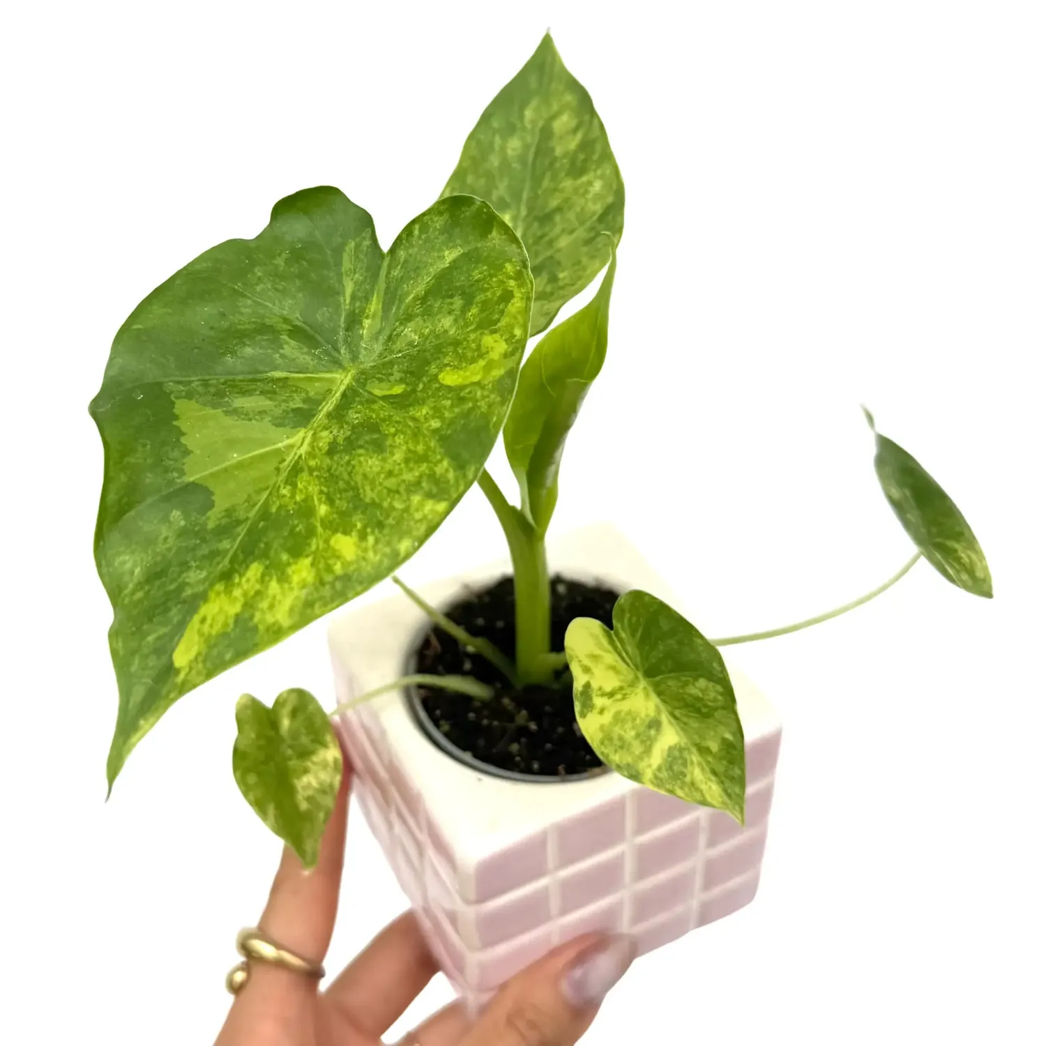 Plant and Stories Alocasia Macrorrhiza Aurea plante pot 6cm panachée