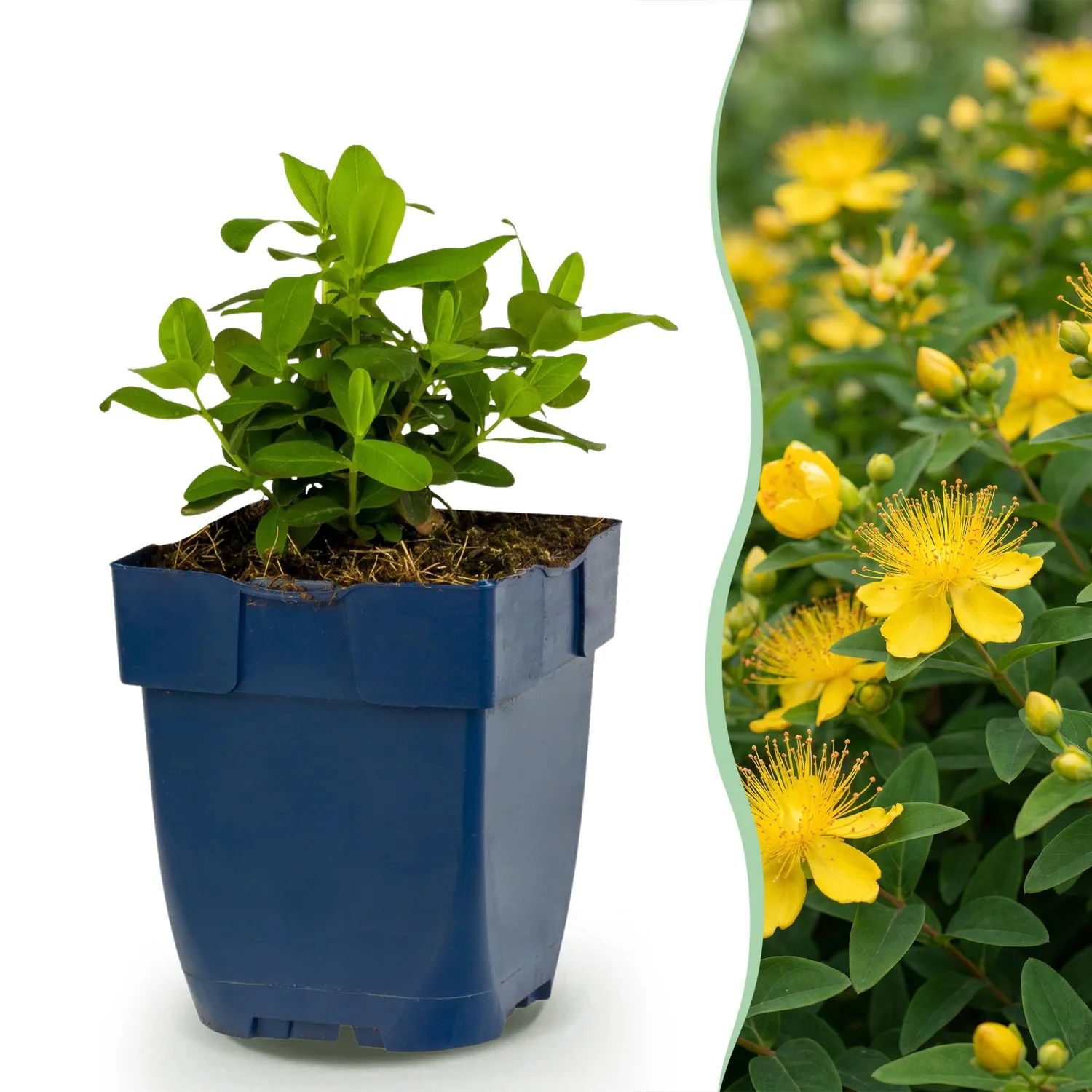 Plant and Stories Millepertuis Hypericum couvre-sol pot 11 cm jaune