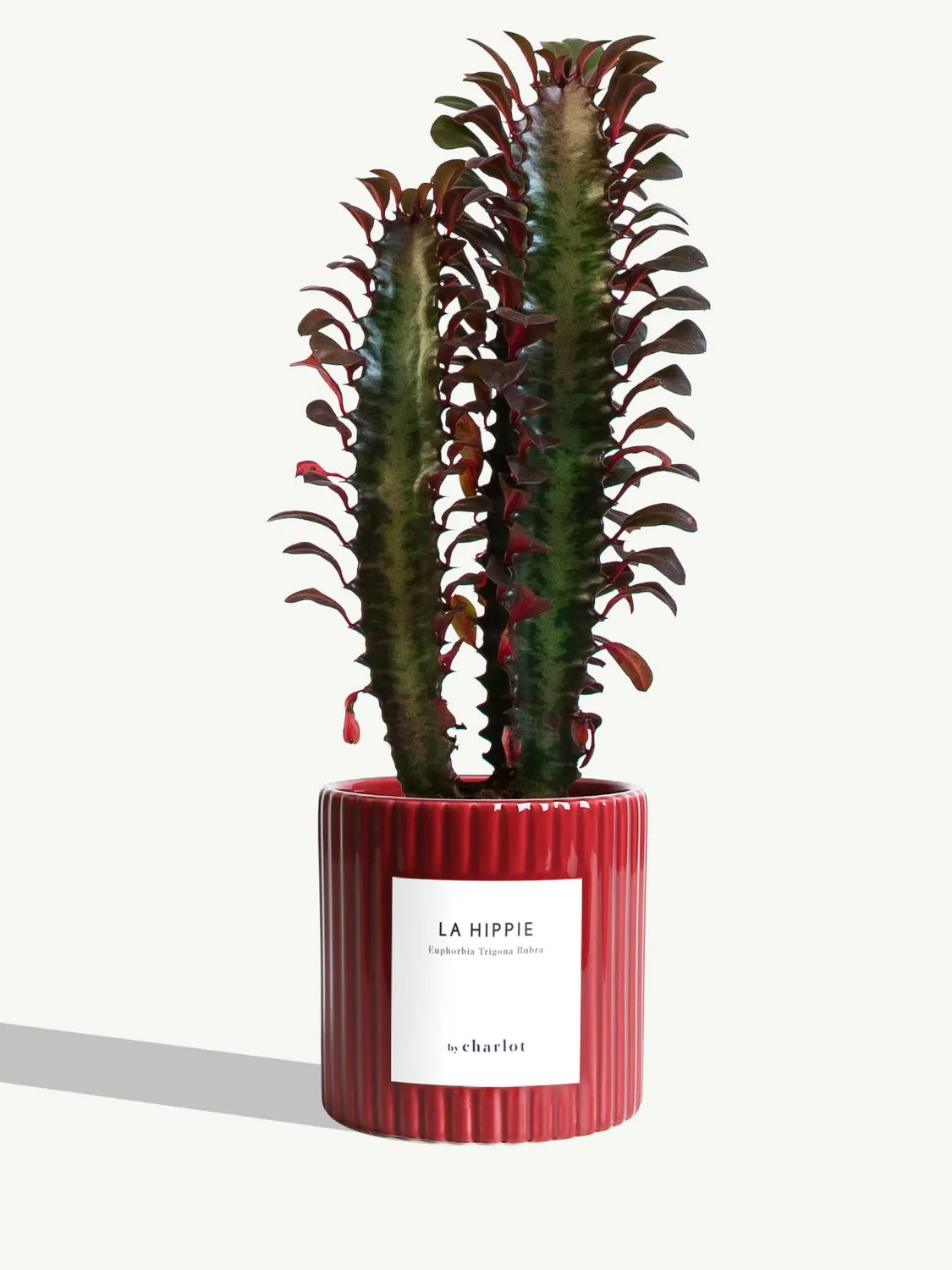 By Charlot La Hippie plante euphorbia rubra 10 cm