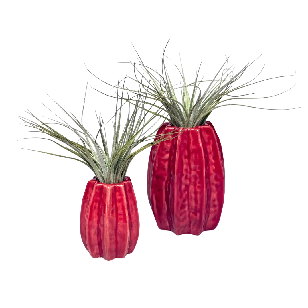 Airplantshop Carambola vase céramique rouge 7-11cm