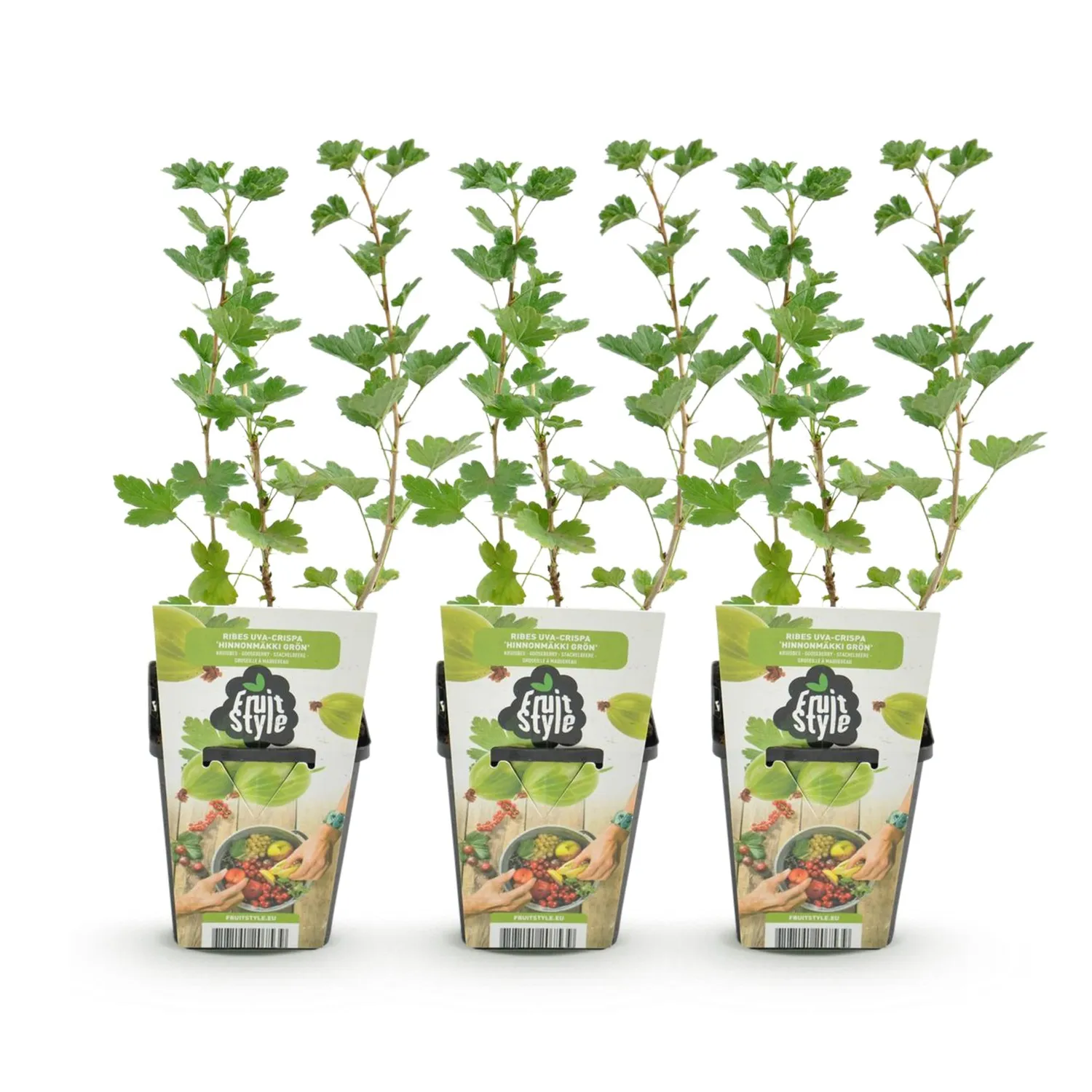 Plant and Stories Groseillier Hinnonmäki fruitier lot 3 pot 9cm sucré
