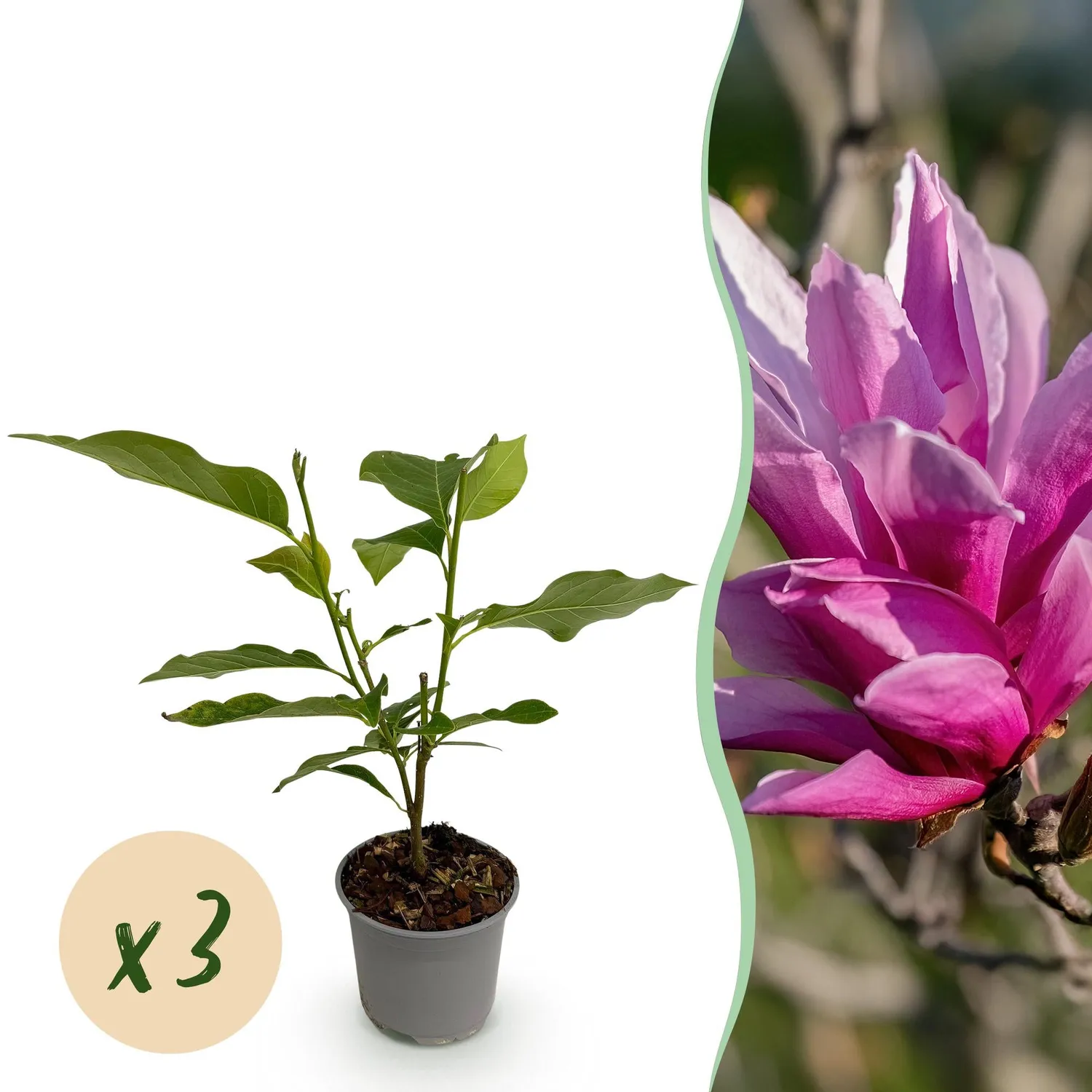Plant and Stories Nigra Magnolia arbuste 1 plant fleurs violettes