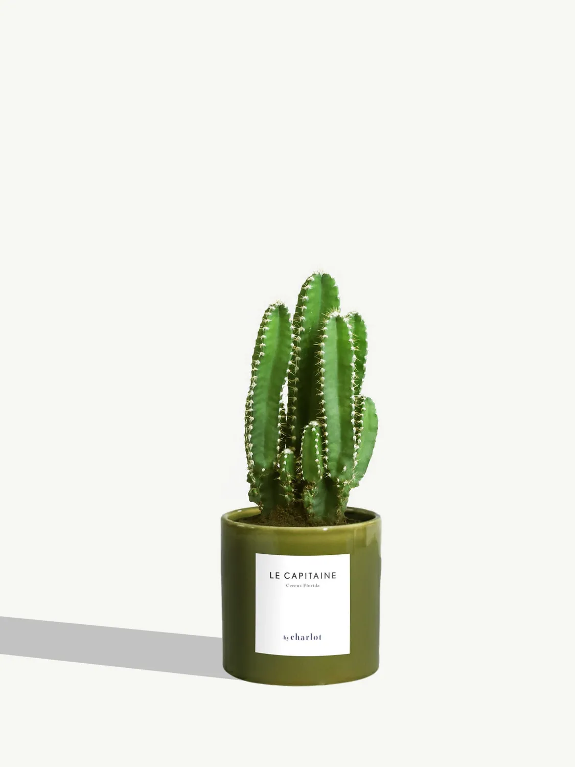 By Charlot Le Capitaine cactus cereus XS pot 8 cm