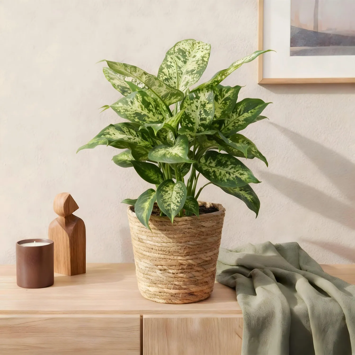 Plant and Stories Dieffenbachia Compacta intérieur 17 cm panier