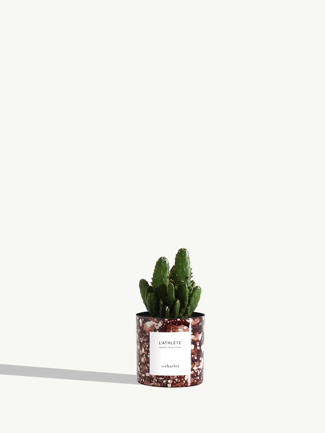 By Charlot L'Athlète mini cactus Opuntia pot XXS 6 cm