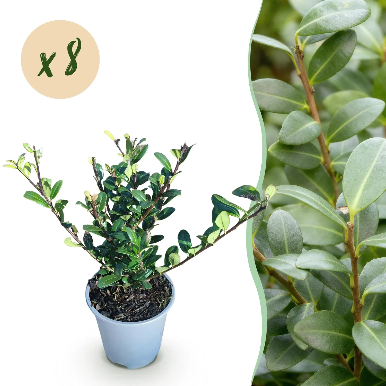 Plant and Stories Houx Caroline Upright haie 8 plants pot 9 cm