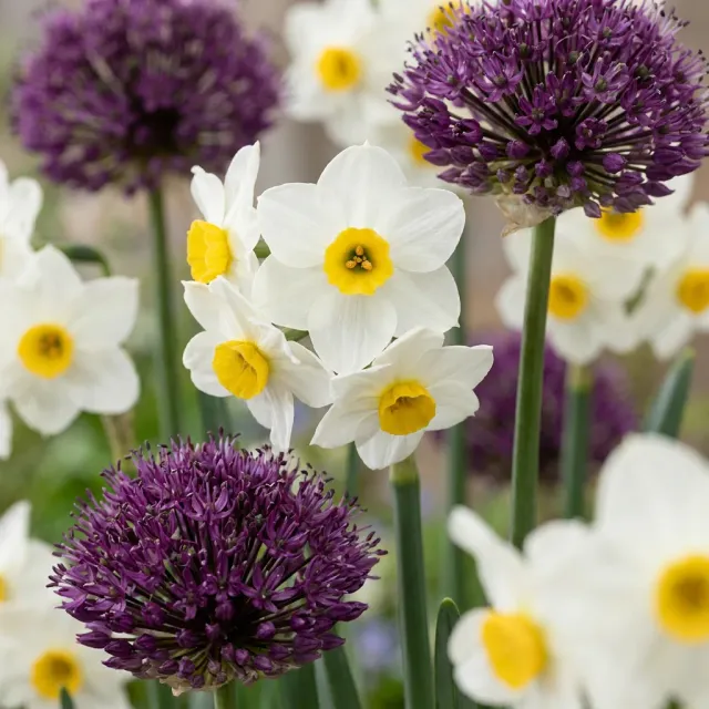 Plant and Stories mélange jardin sec bulbes fleurs 35 bulbes plein soleil