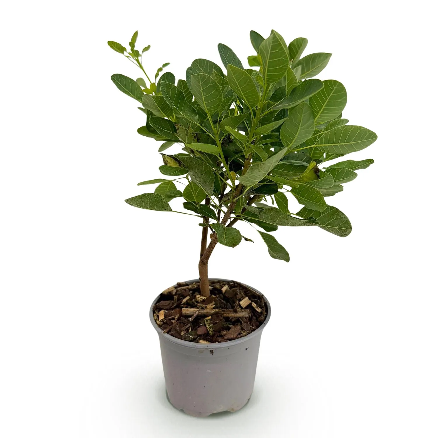 Plant and Stories Young Lady arbre perruque rose 1 plant