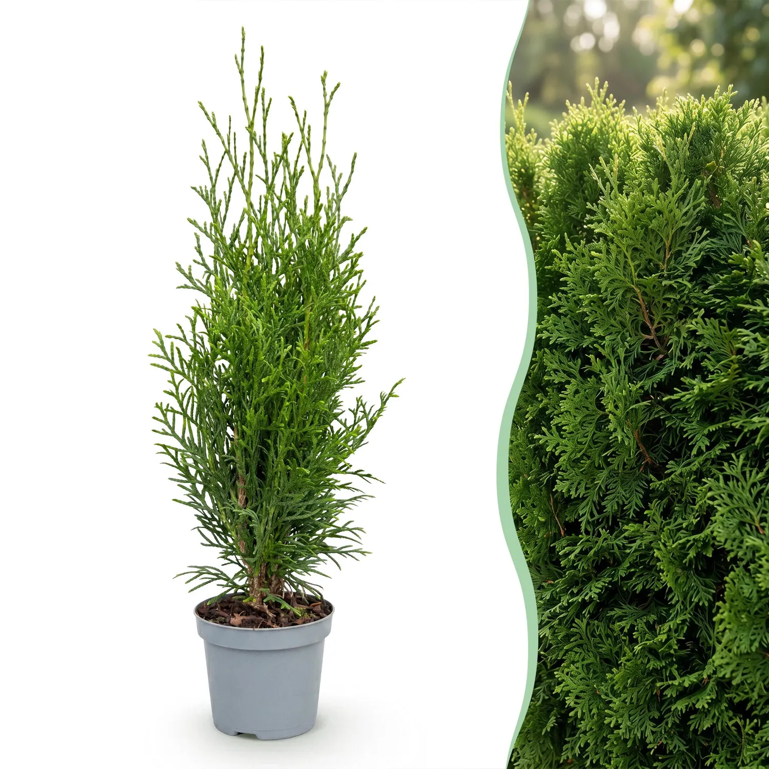 Plant and Stories Thuja Smaragd haie persistante 30 cm lot 8