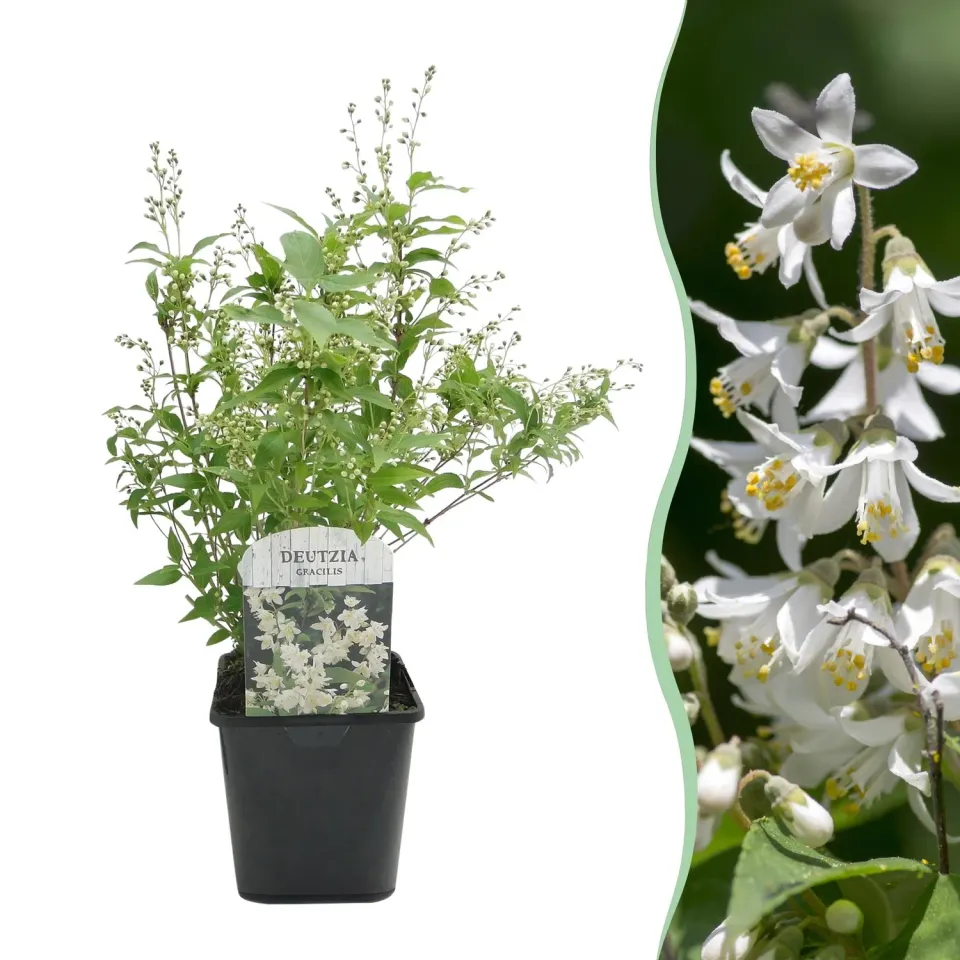 Plant and Stories Deutzia Gracilis arbuste pot 17 cm