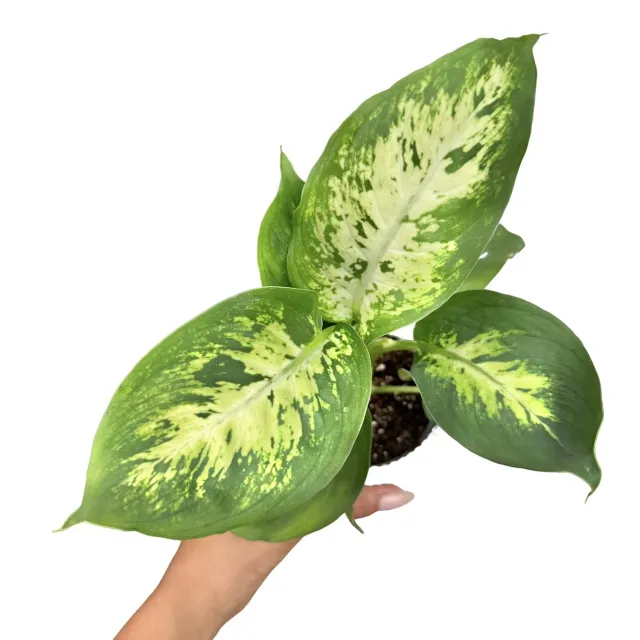Plant and Stories Dieffenbachia Mars plante 12 cm