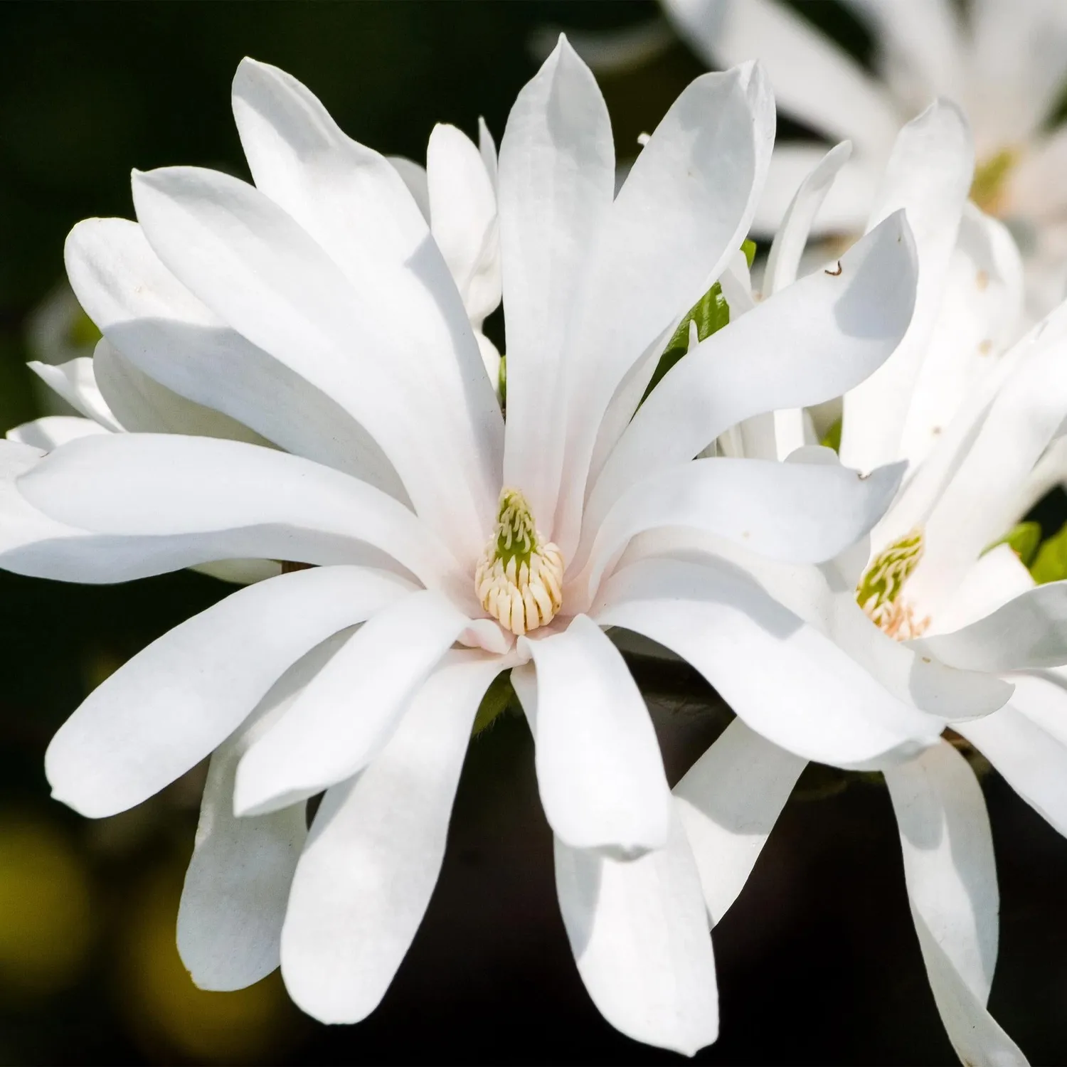 Plant and Stories Magnolia Royal Star arbuste fleuri pot 12 cm