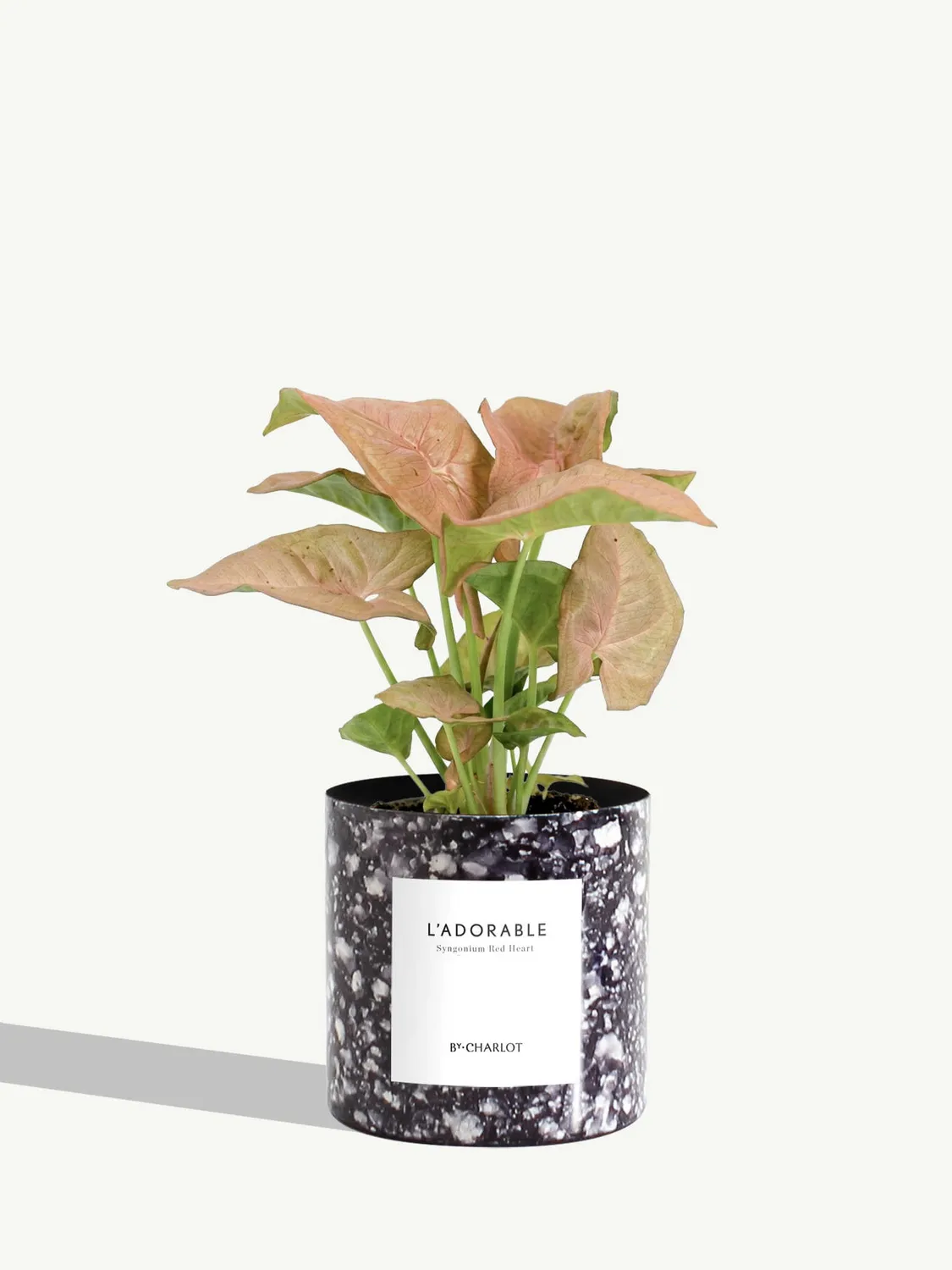 By Charlot L'Adorable syngonium plante pot 10 cm lumineuse