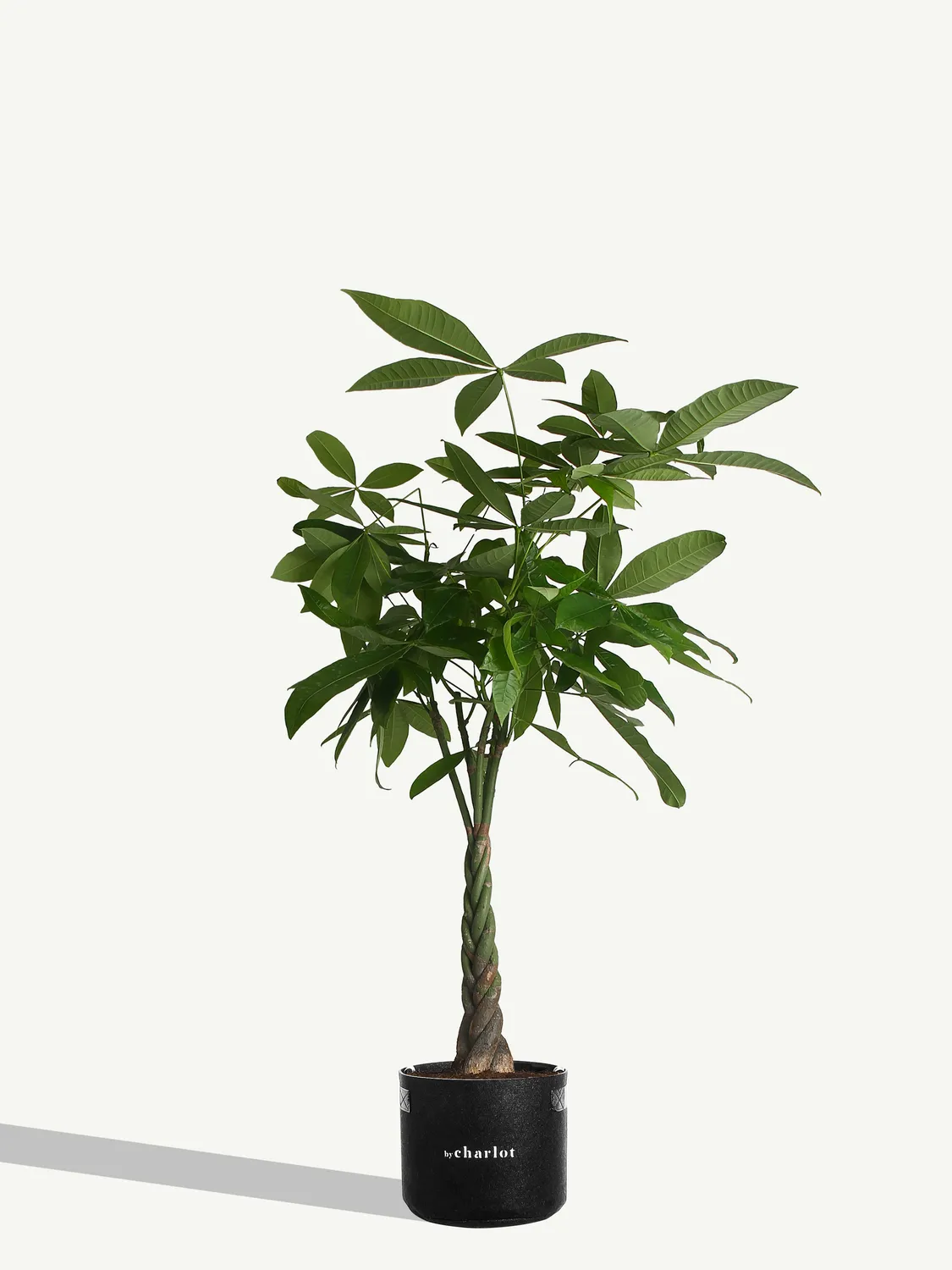 By Charlot L'Aviateur plante Anthurium XL 120 cm