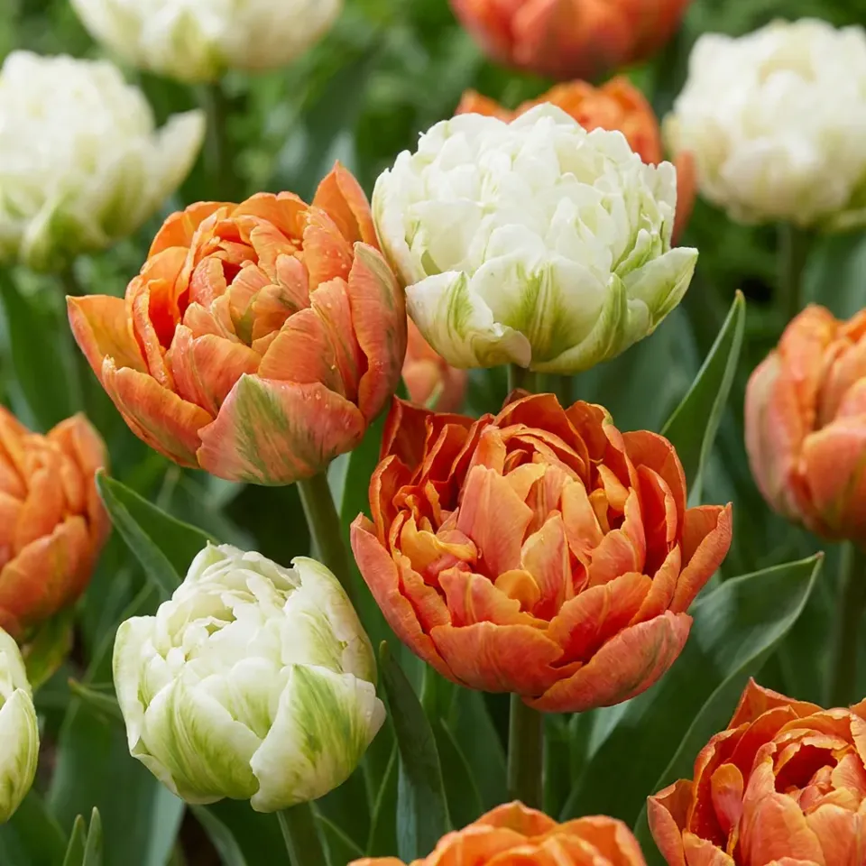 Plant and Stories Tulipe Candle Light bulbes 12 bulbes dorée