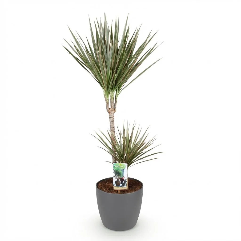 Plant and Stories Dracaena Marginata Bicolor dragonnier 21cm bordeaux