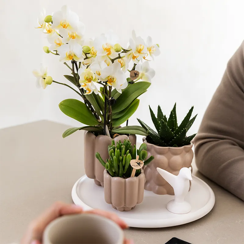 Plant and Stories Lausanne orchidée blanche coffret cadeau