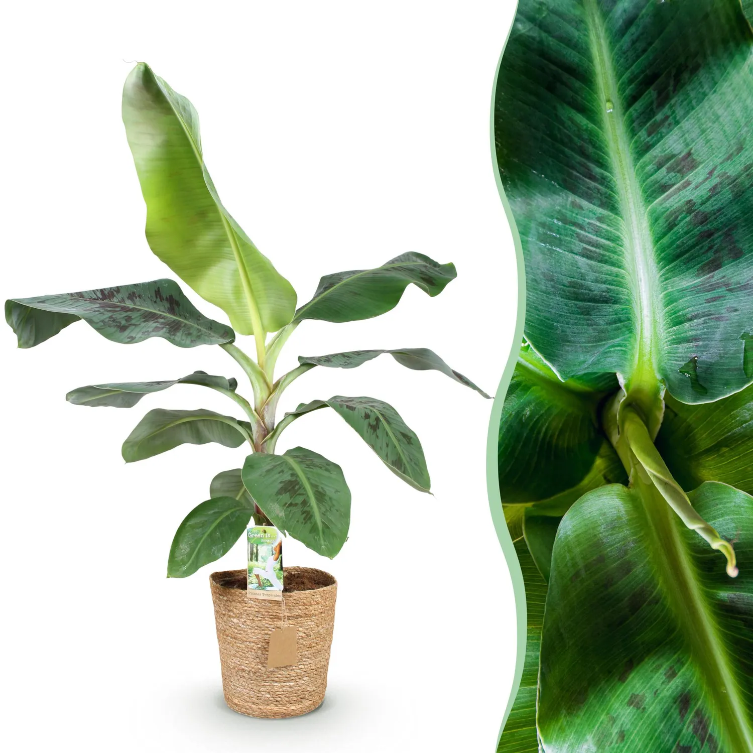 Plant and Stories Musa Nain Cavendish bananier pot 21 cm 70 cm