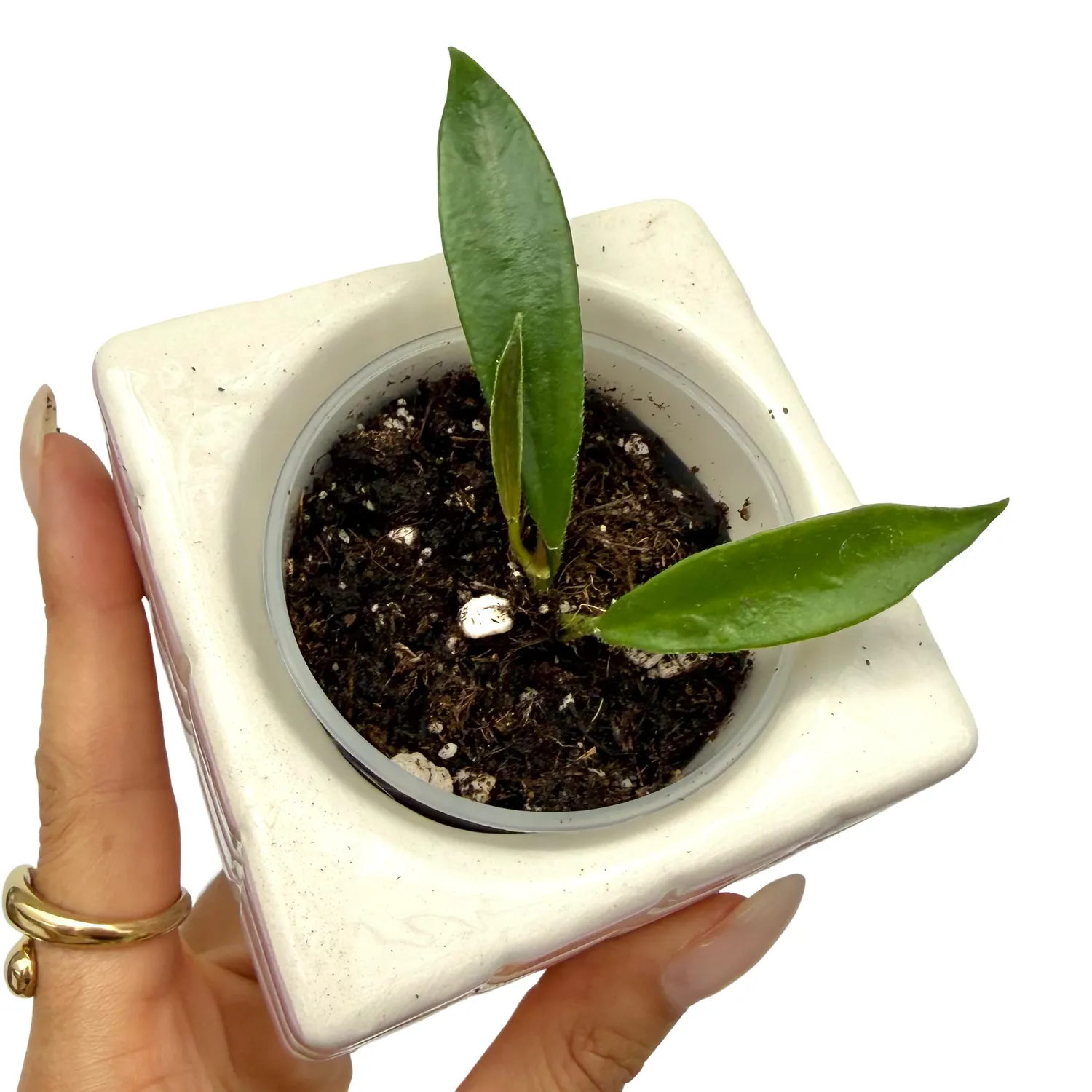 Plant and Stories Hoya Stoneana IPPS00132 plante pot 6cm collection