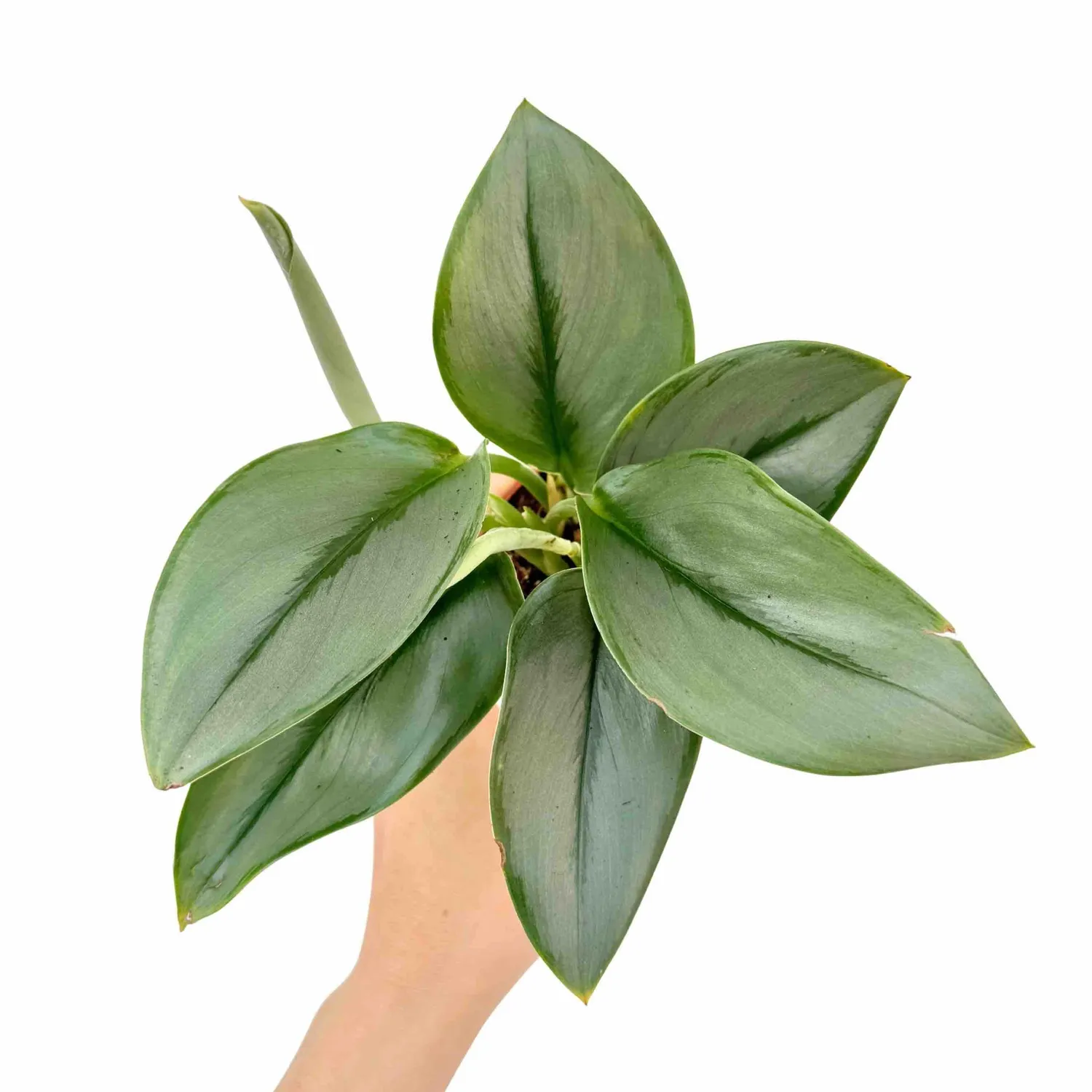 Plant and Stories Scindapsus Moonlight plante 12 cm