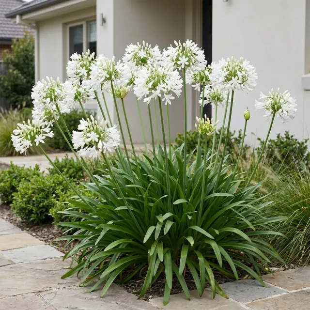 Plant and Stories Agapanthe Albus vivace 1 plant blanche