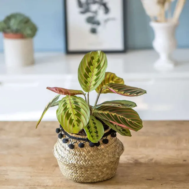 Réconciliation Végétale Marie maranta leuconeura fascinator plante verte