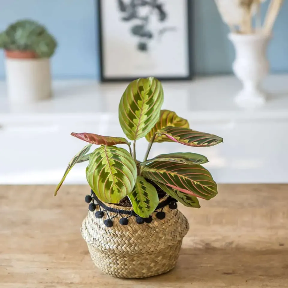 Réconciliation Végétale Marie maranta leuconeura fascinator plante verte